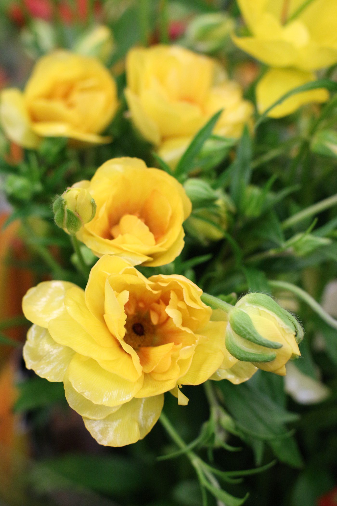 yellow butterfly ranunculus