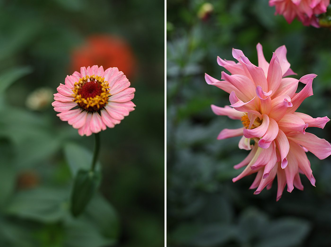 a coral zinna and a coral dahlia