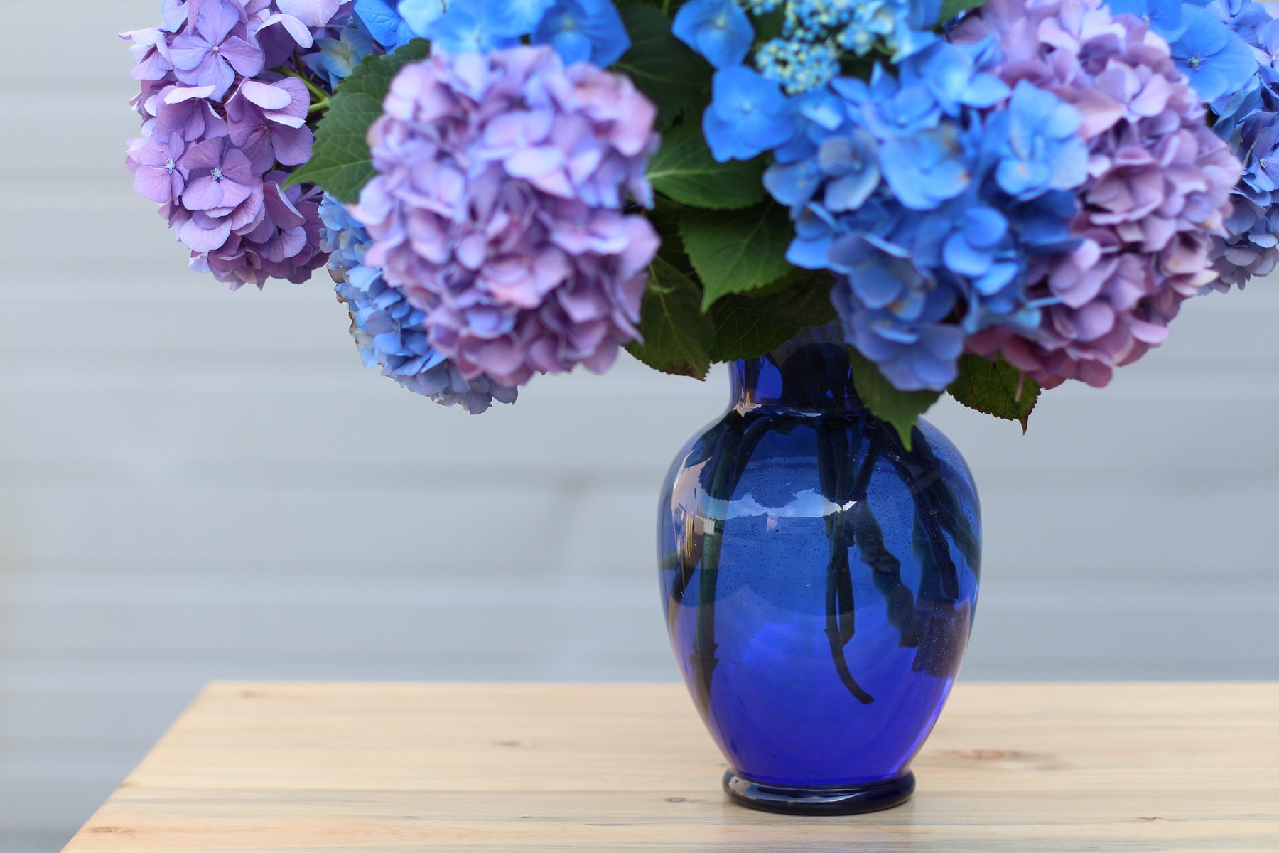 blue hydrangea in a blue vase
