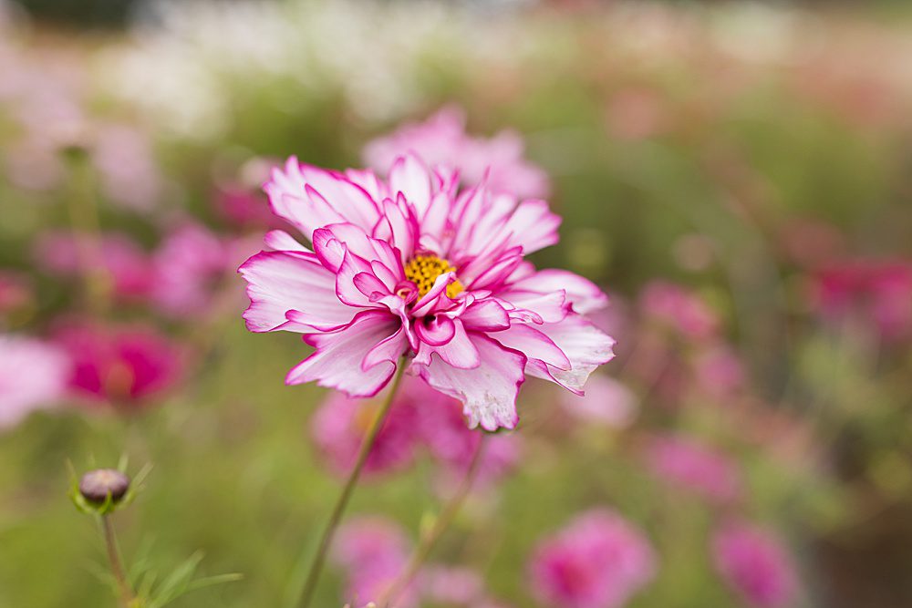 pink and white striped cosmos flower