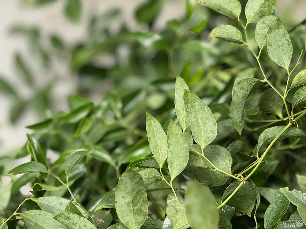 smilax vine