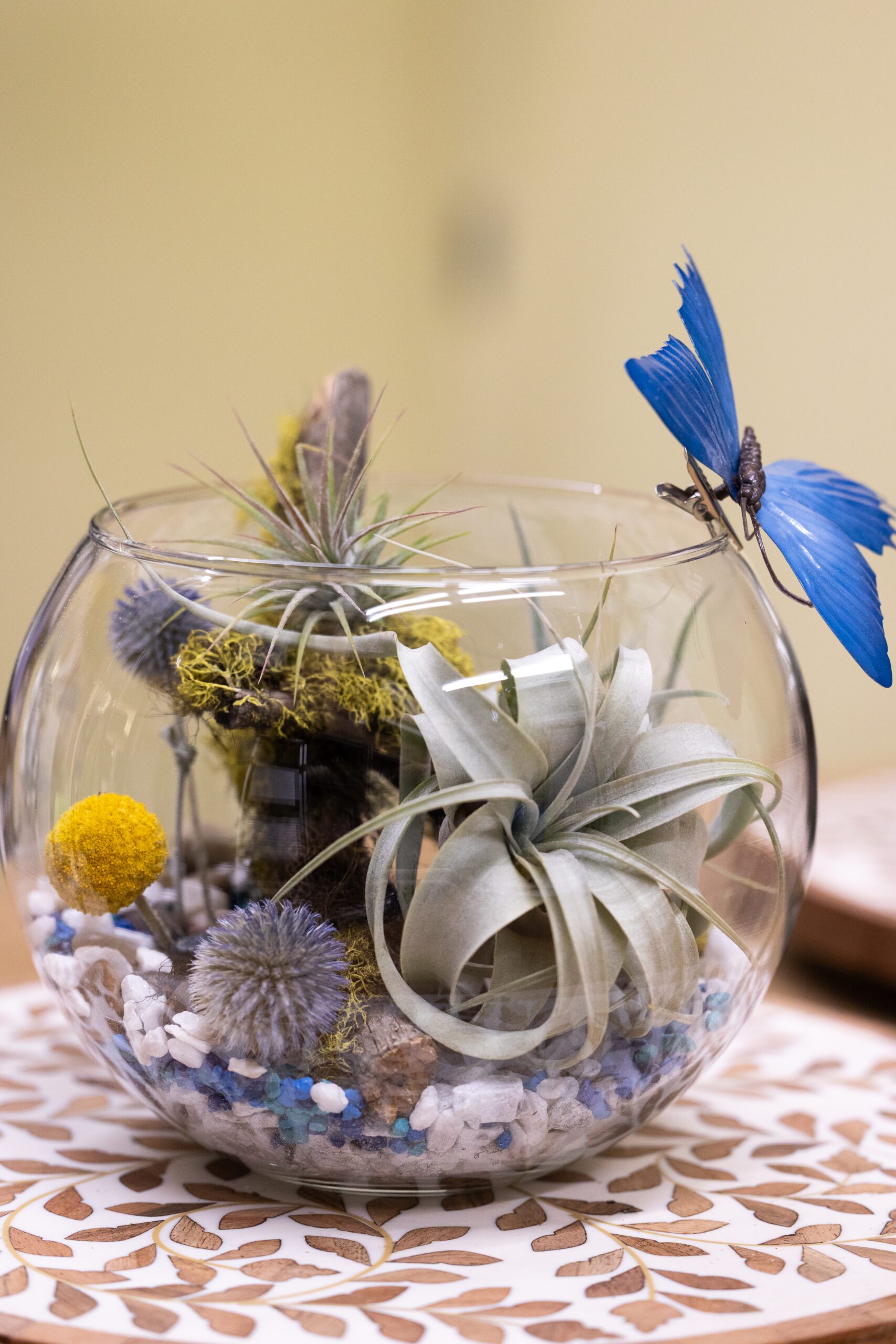 air plant and billy balls in a glass bowl with a blue butterfly
