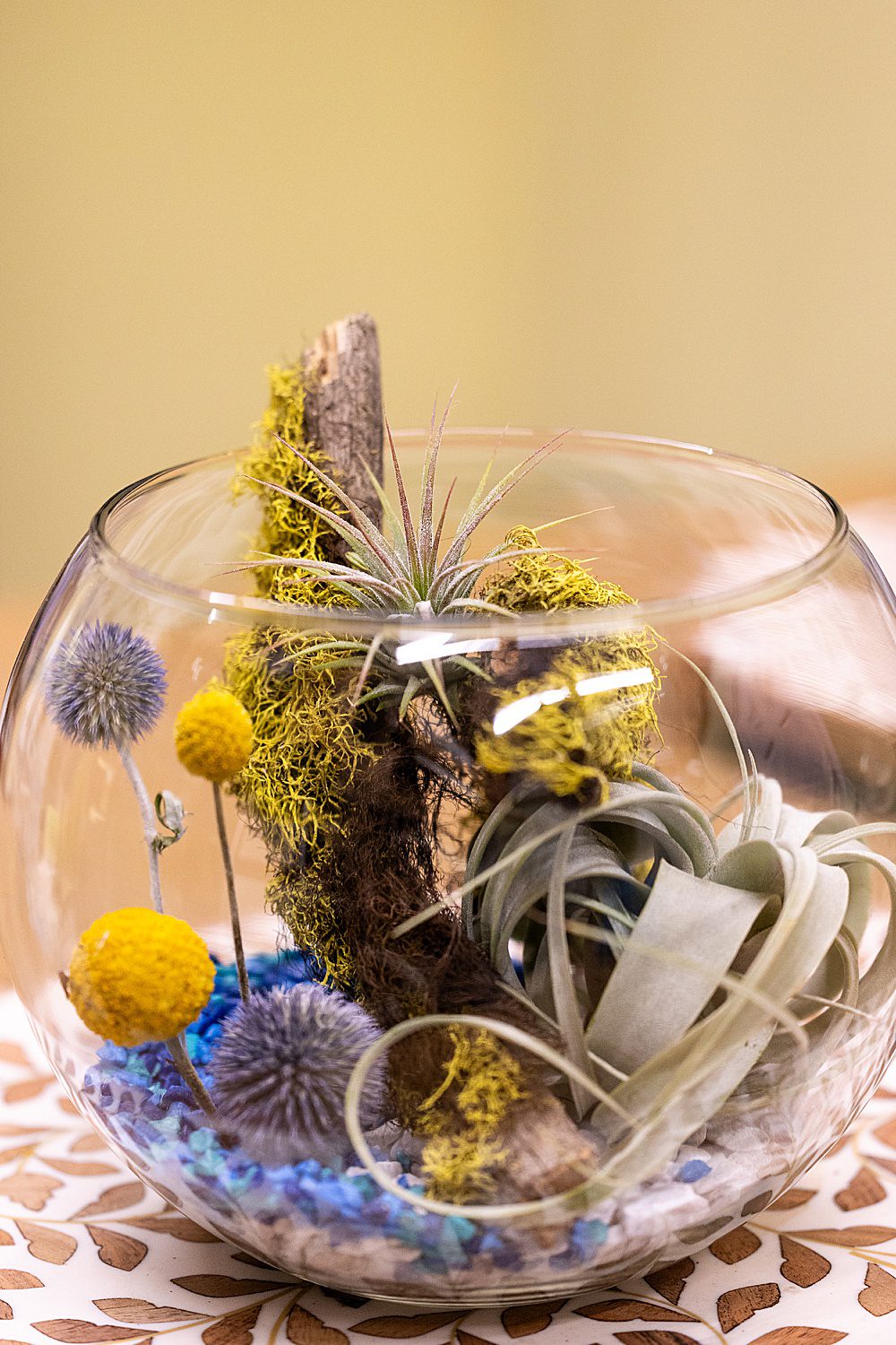 air plant terrarium with blue rocks